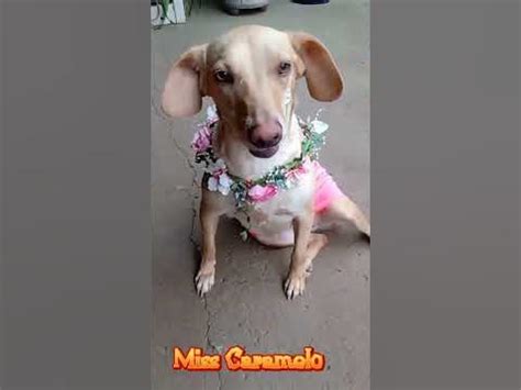 loirinha dog|Miss Caramelo (@.